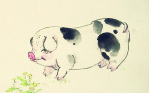 属猪一生财运如何
