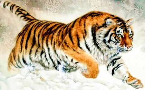 生肖虎的人2023年整体运势及运程详解_2023年兔年生肖虎的全年运势