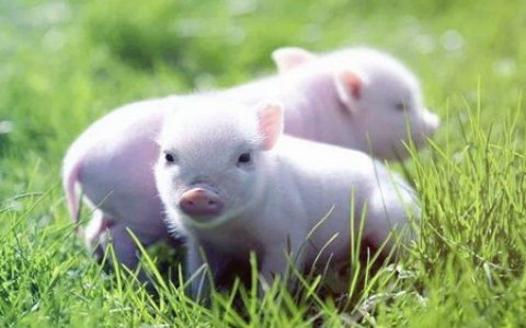 属猪办公室放什么植物旺财