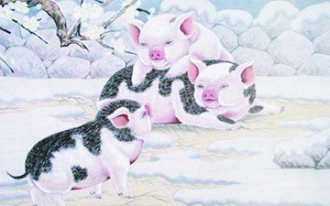 属猪和什么生肖合财