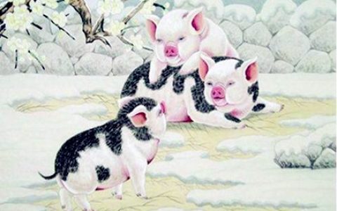 属猪人和什么生肖合作好