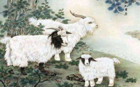 属羊的人性格和优缺点