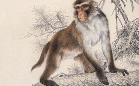 1992年是苦命猴还是富猴，十猴九苦是真的吗？