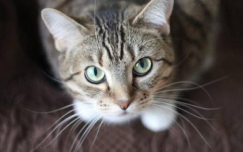 属鼠的人可以养猫吗