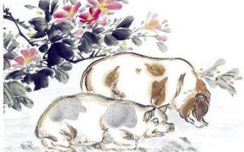 属猪女人的感情弱点