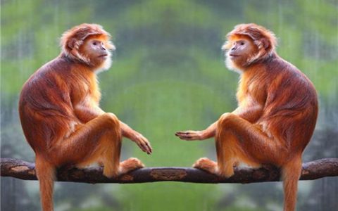 属猴的男人性格和脾气及爱情
