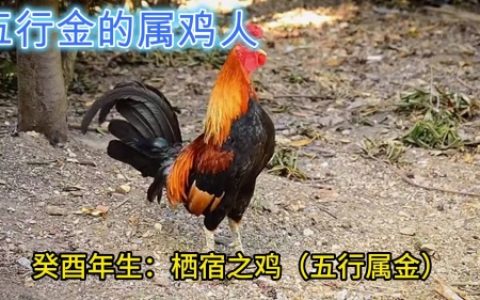 属鸡的五行属性是什么