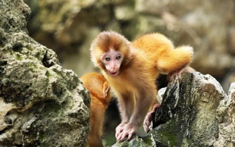 92年的猴33岁有一劫