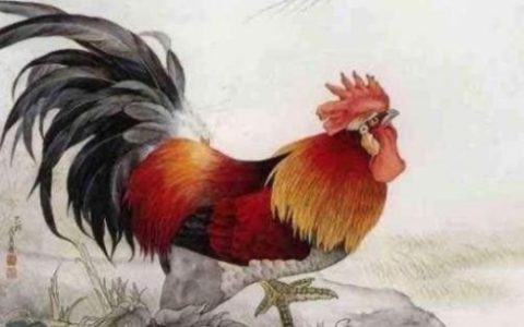 属鸡最讨厌的生肖是谁