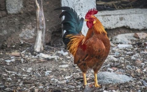 属鸡一生佩戴什么旺财