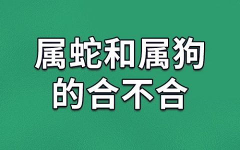 属狗和属蛇的合不合