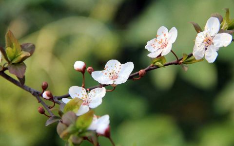 家里种什么花风水好 花卉植物风水解析
