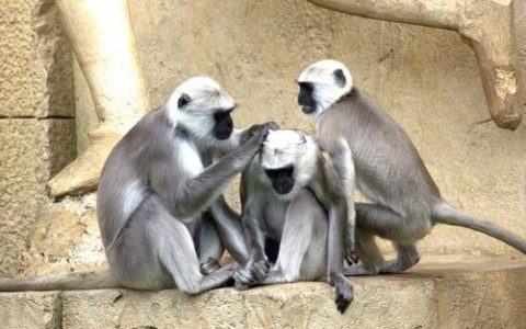 属猴人一生的婚姻劫难与化解方法