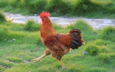 属鸡的和什么属相犯冲