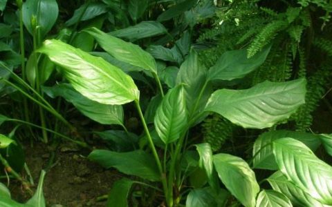 公司办公室风水植物摆放禁忌 如何摆放才能有助财运？