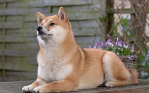 狗年出生几月命最好