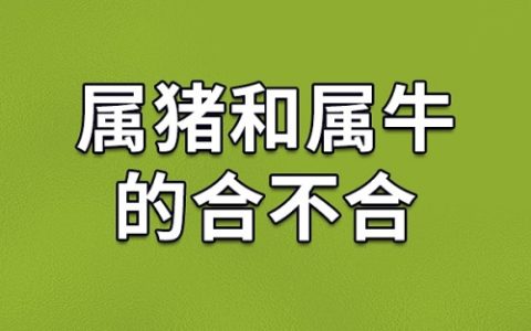 属猪和属牛的人合得来吗