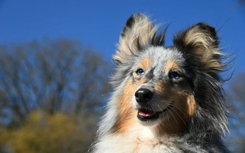 属狗1994年一生婚姻状况