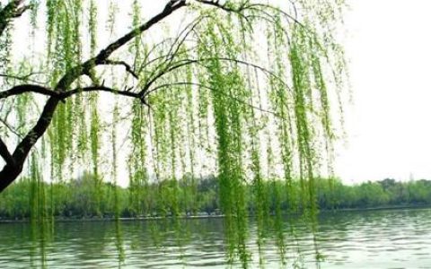 春暖花开，家中应该养一盆什么样的花？