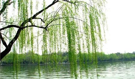 春暖花开，家中应该养一盆什么样的花？