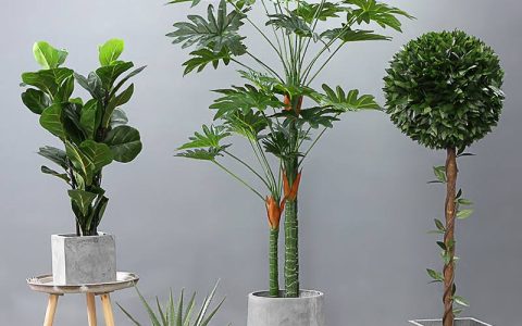 家居风水中与健康有关的因素有哪些