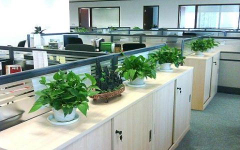办公室十大吉祥植物，十大招财的盆景！