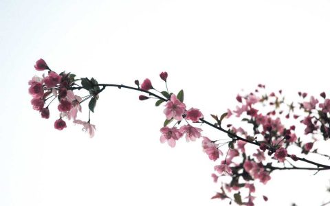什么是桃花运和桃花劫