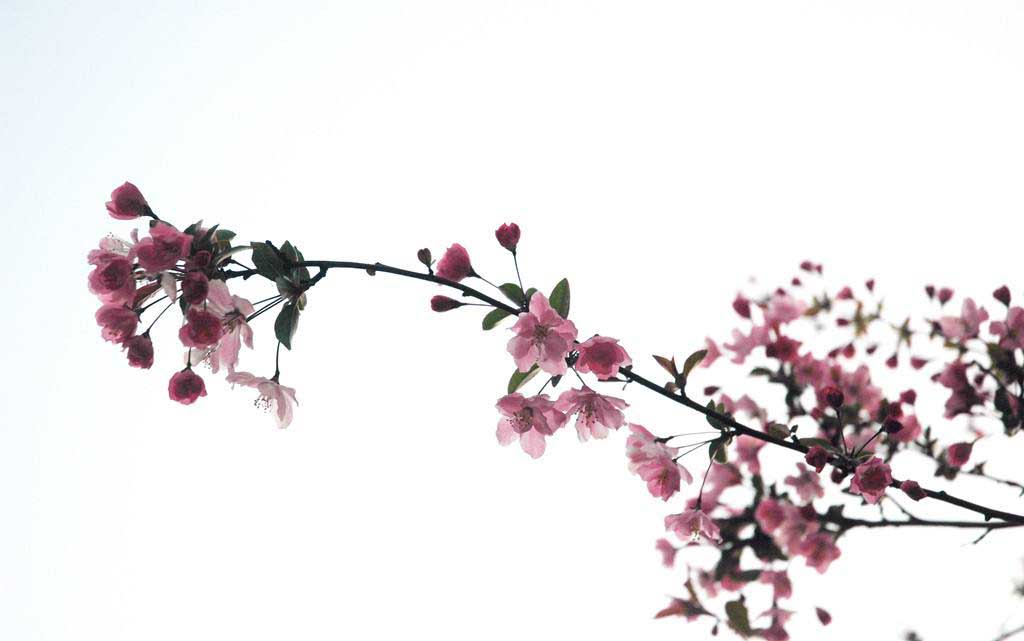 什么是桃花运和桃花劫