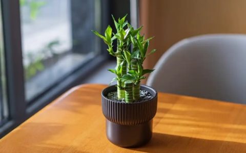 女性办公桌最吉利植物