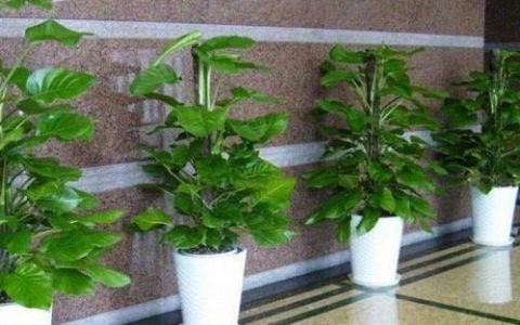 十种适合住宅与办公室种植的风水植物