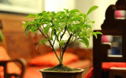 家中养植花木，千万别犯了这些大忌！