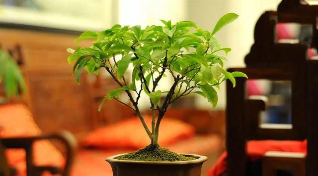 家中养植花木，千万别犯了这些大忌！