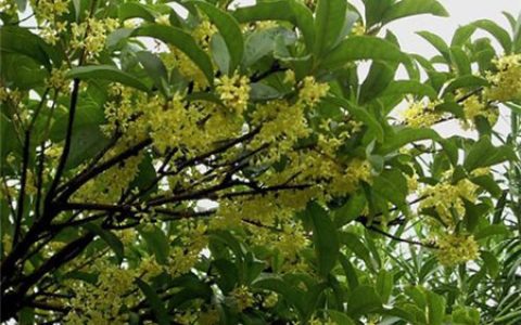 桂花树镇宅还是招鬼？
