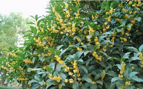 桂花树栽在院子哪个位置好？