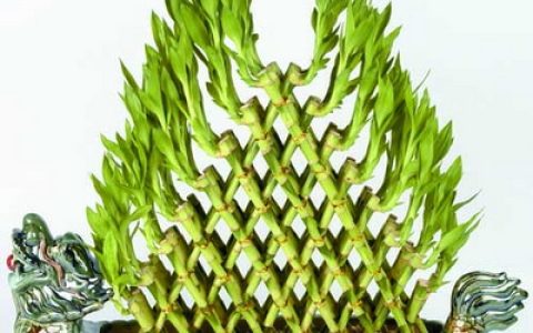 室内家居风水摆放植物大盘点