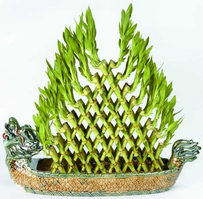 室内家居风水摆放植物大盘点