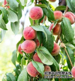 心理测试:渴了想摘哪个水果吃?测你即将要发生的好事是什么