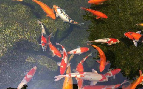 旺财：家居养鱼十大风水常识禁忌