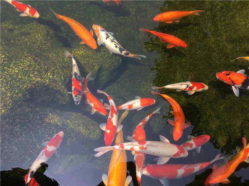 旺财：家居养鱼十大风水常识禁忌