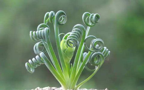 哪些植物是家居办公的风水禁忌