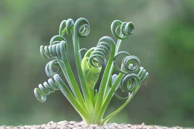 哪些植物是家居办公的风水禁忌