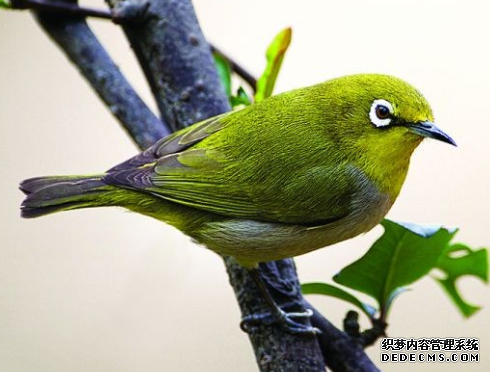 心理测试:三只鸟,哪只正要飞走?测你最近会有什么意外之喜