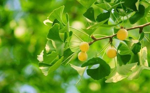 家里养什么植物既招财又旺宅