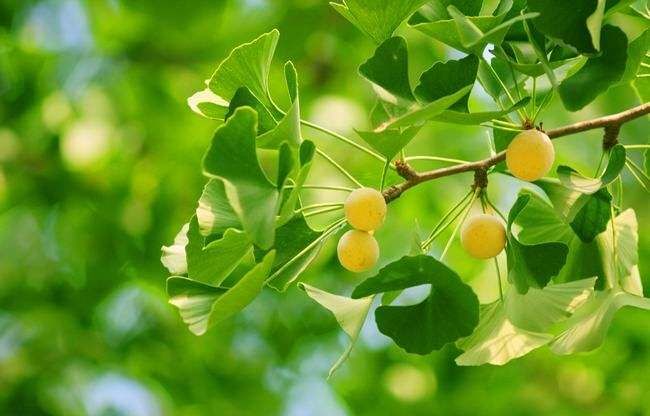 家里养什么植物既招财又旺宅