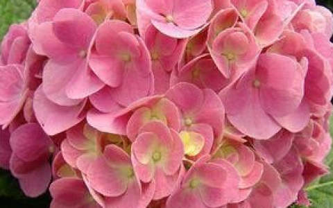 心理测试：四种幸运花，你会选哪种？测试你的人生会有好运眷