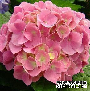 心理测试:四种幸运花,你会选哪种?测试你的人生会有好运眷