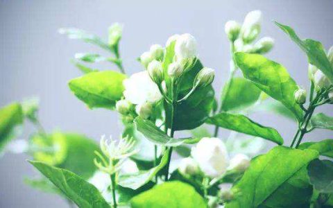 新房子放什么植物风水好能旺宅 有什么注意点