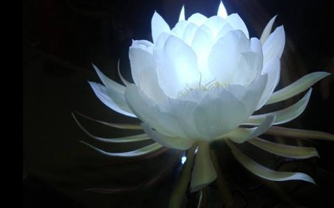 家中昙花开有什么预兆 昙花花语及故事