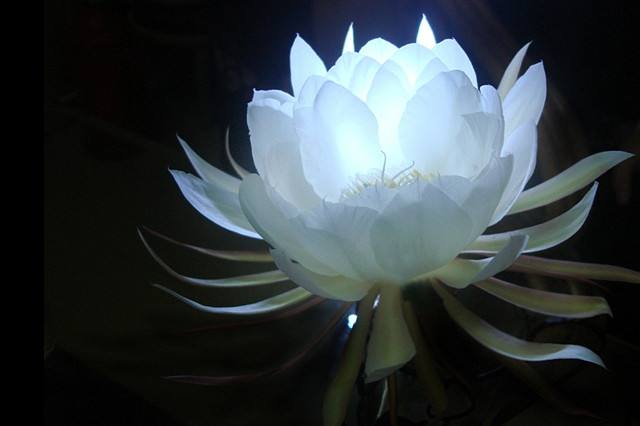 家中昙花开有什么预兆 昙花花语及故事