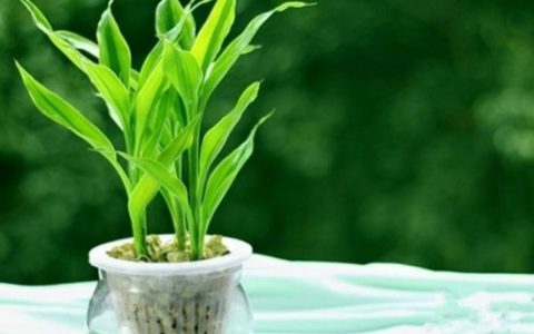 怎样才能聚财 什么物件聚财